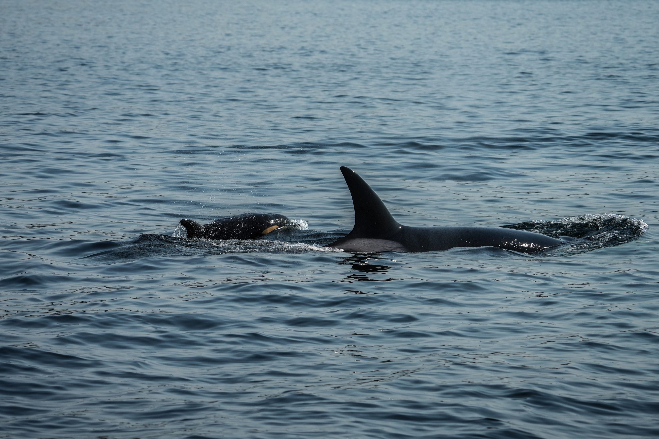Pebbles and new calf