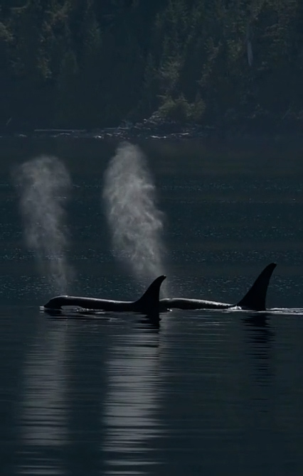 orcas swimming
