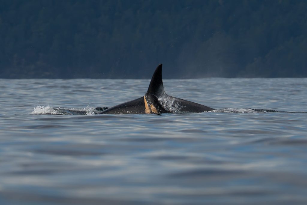 baby killer whale