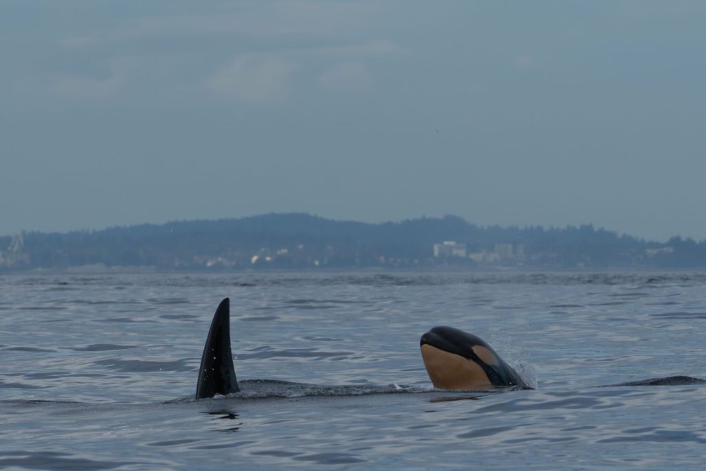 baby orca