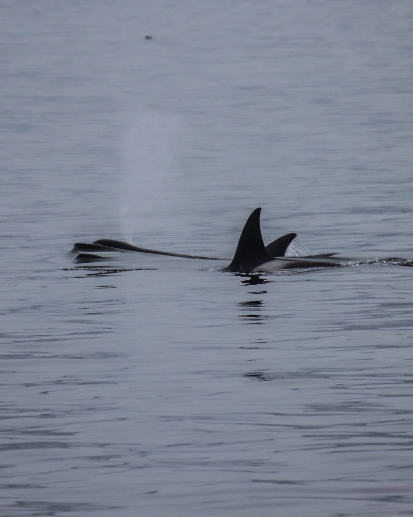 orcas