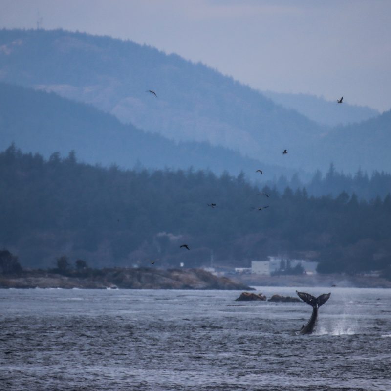 humpback whale
