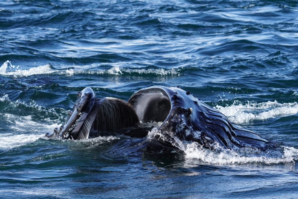 humpback whale eating