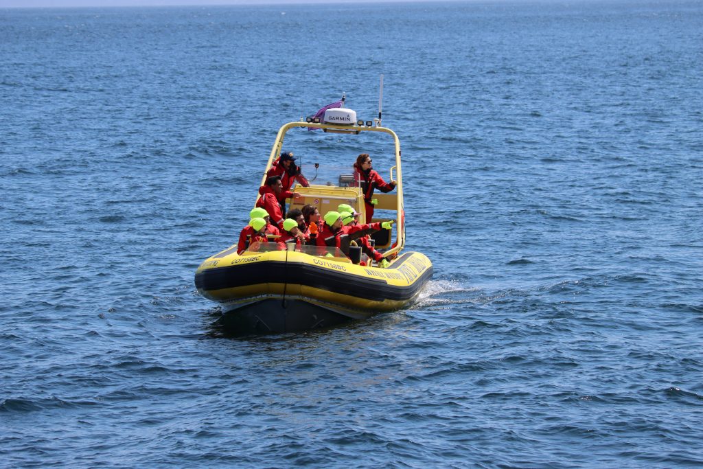 Whale watching zodiac