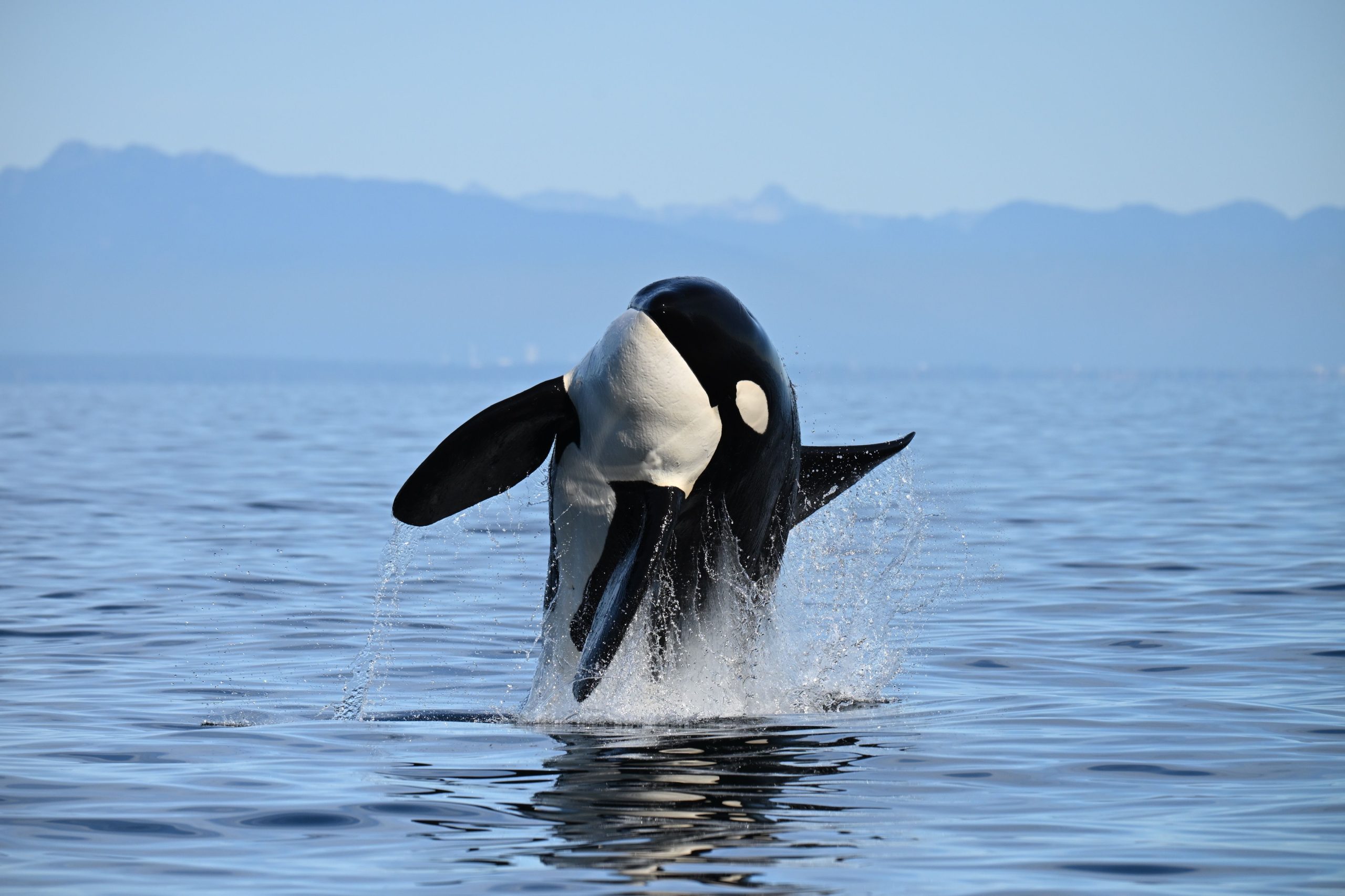 killer whale jumping out of water