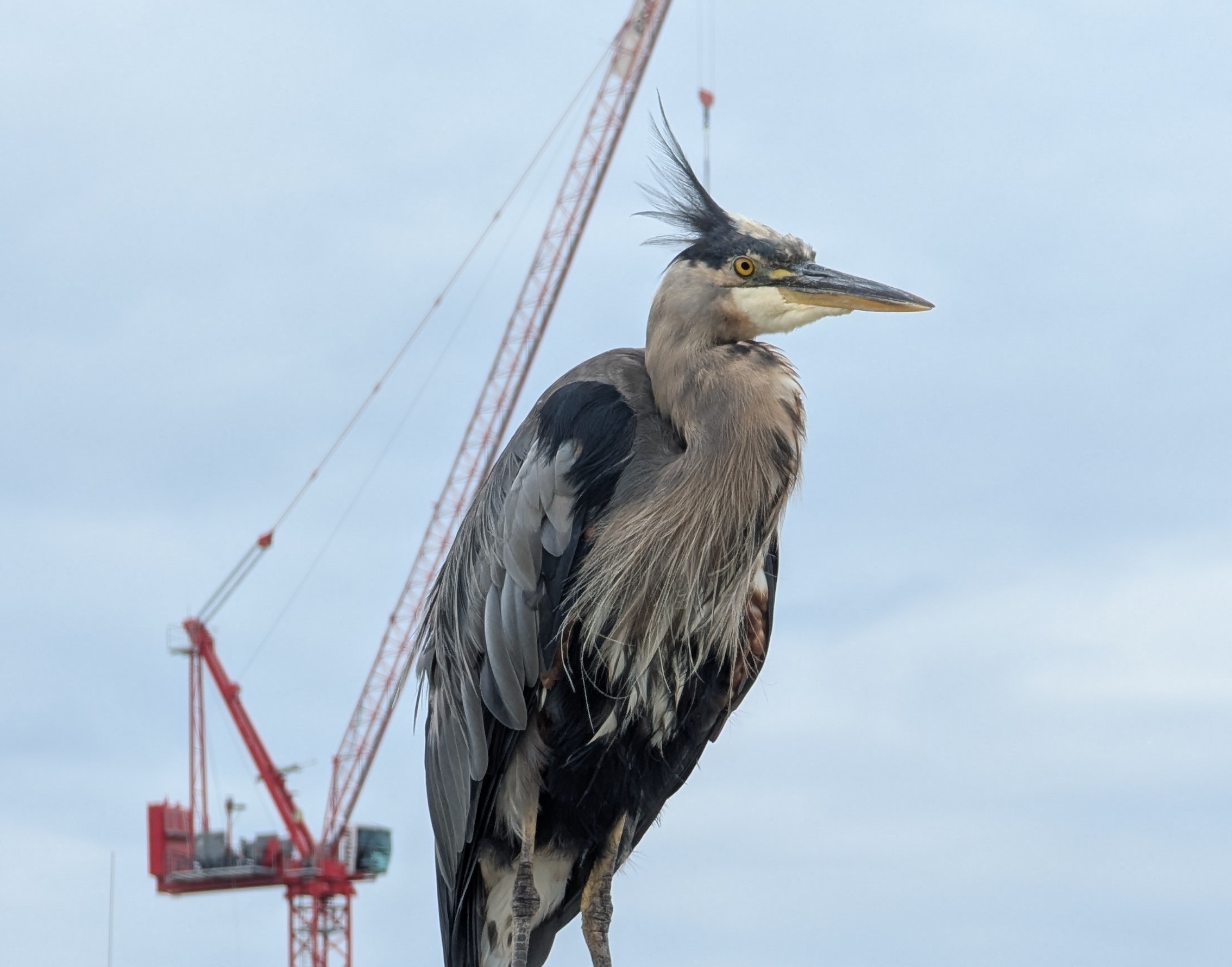 Great Blue Heron