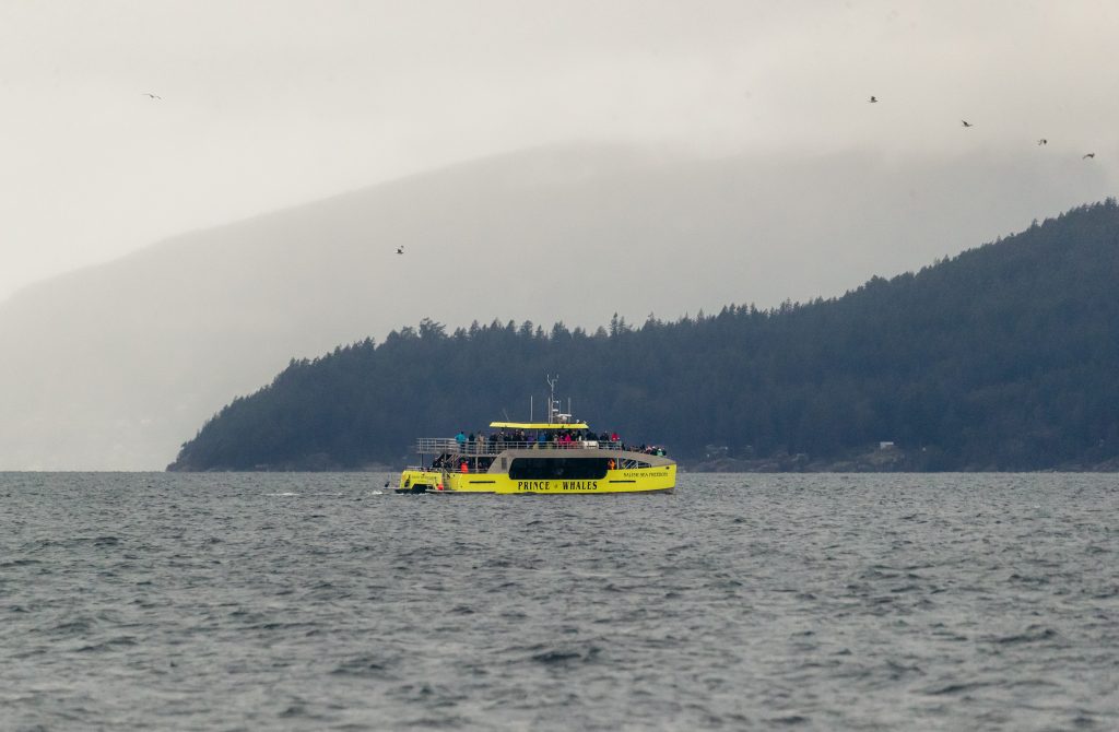 Whale watching in the rain