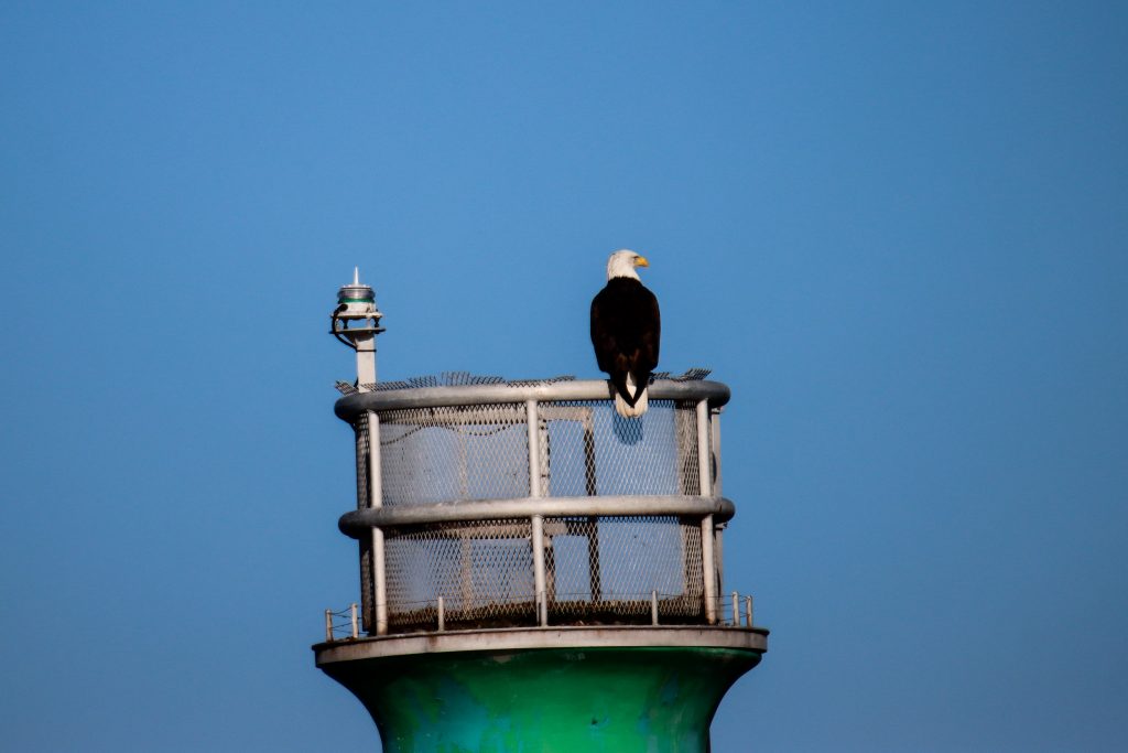 Eagles perched