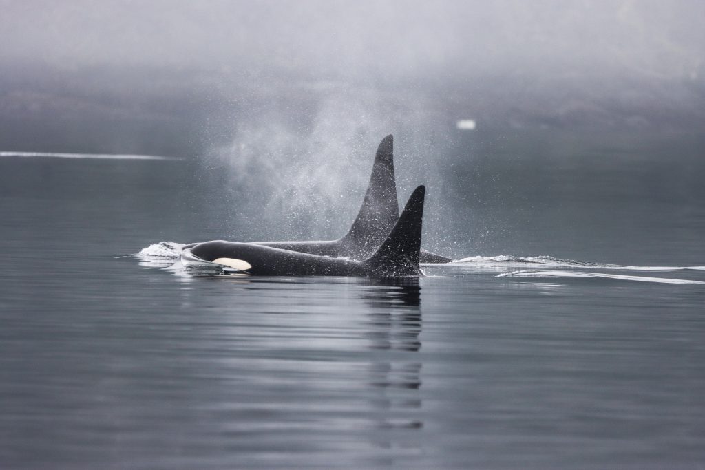 Orcas in the mist