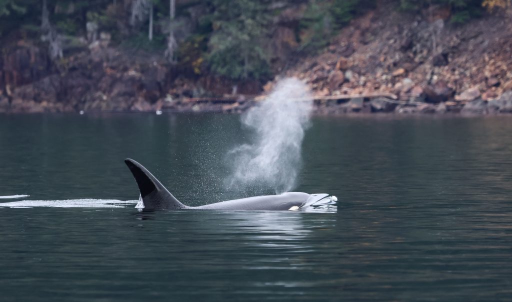 Orca exhaling
