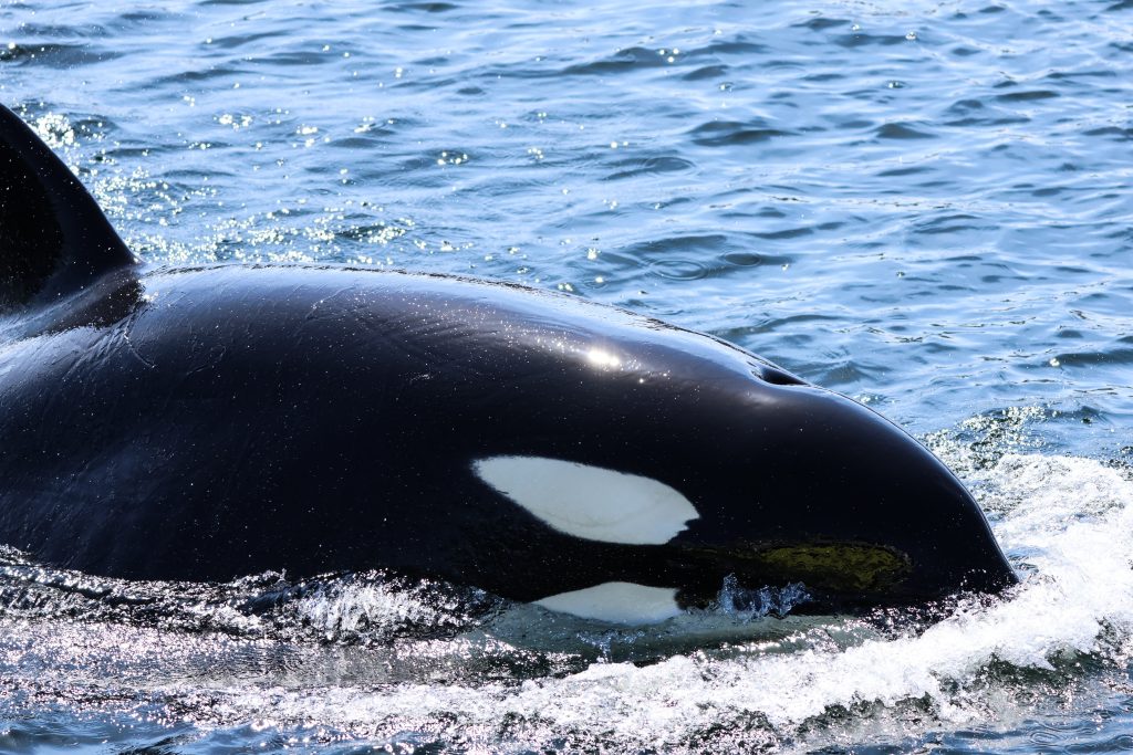 Orca surfacing