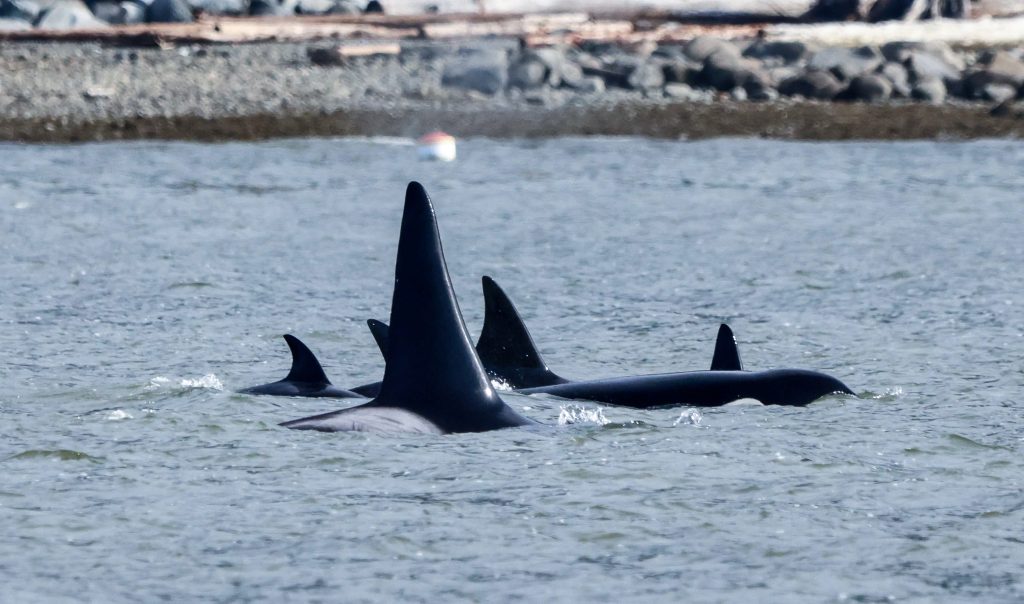 Pod of orca dorsal fins