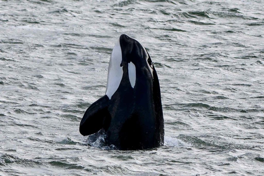 Killer whale spy hop