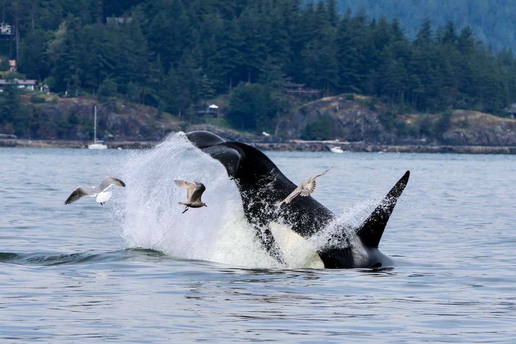 Orca fluke splashing