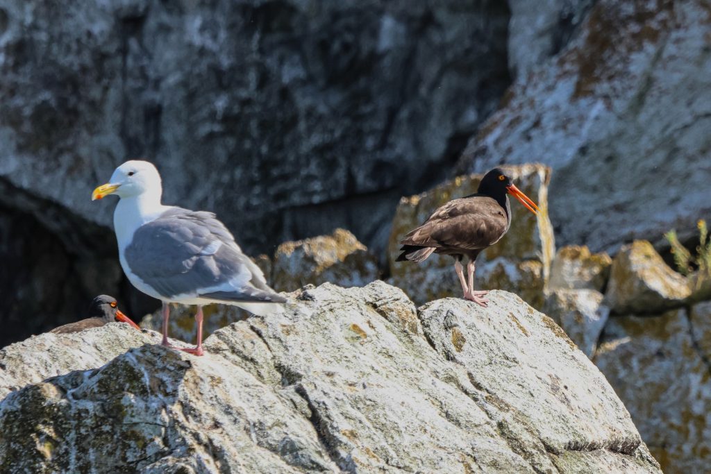 Sea Birds on rocks