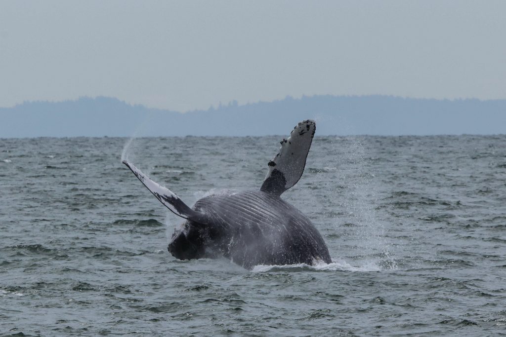 Humpback Breaching