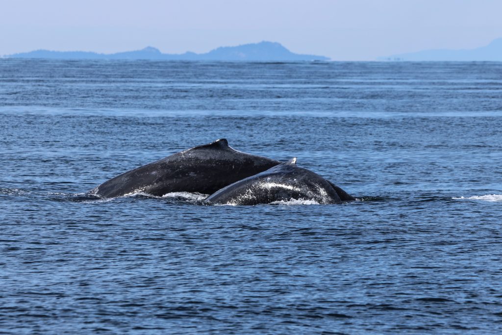 Humpback Whales