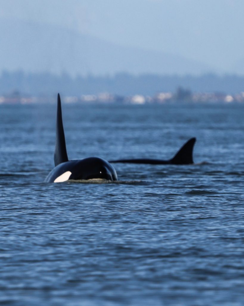 orcas in vancouver