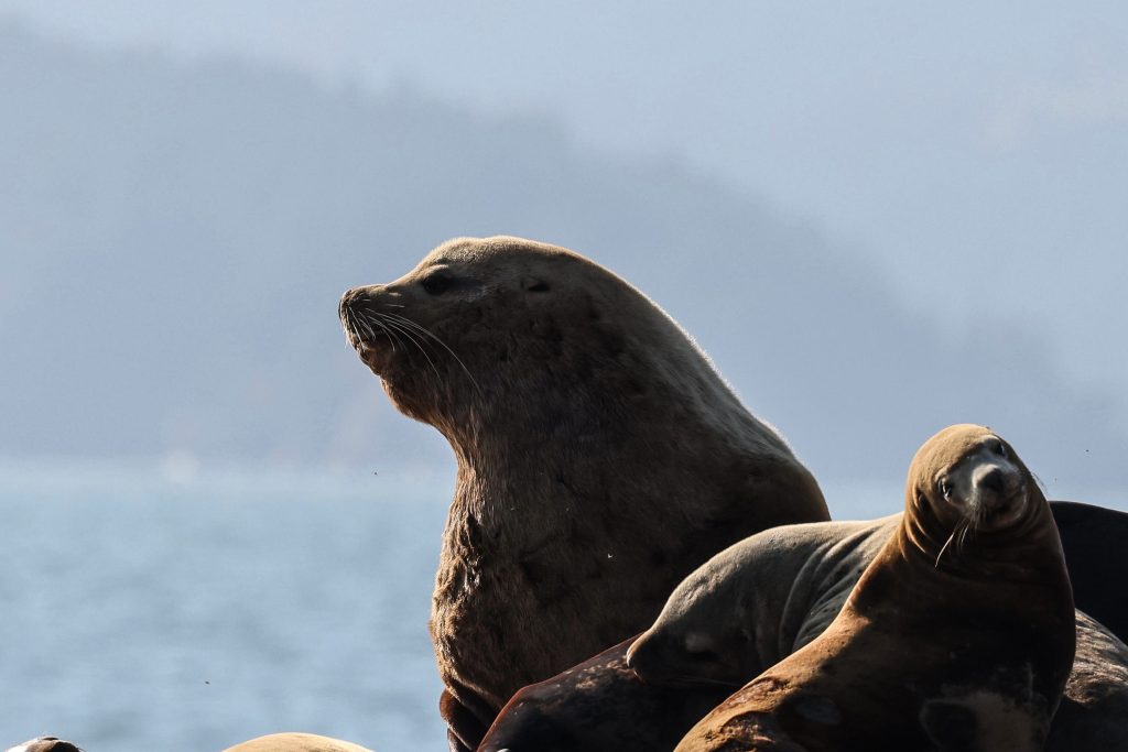 Sea Lions