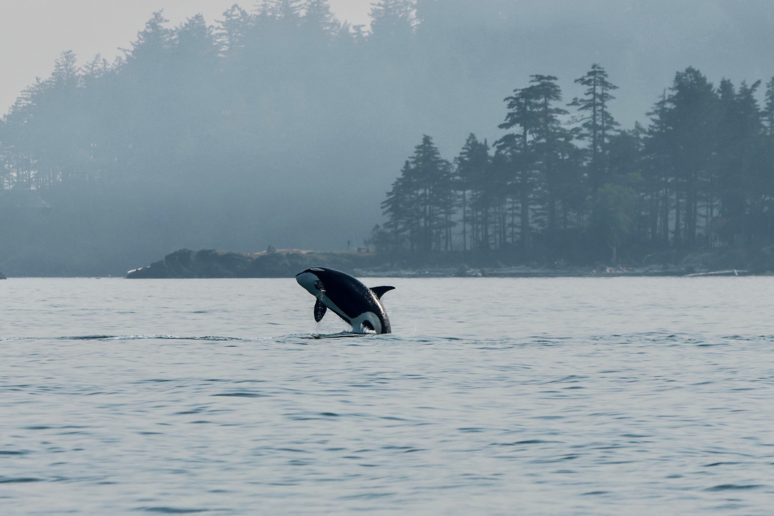 orca jumping