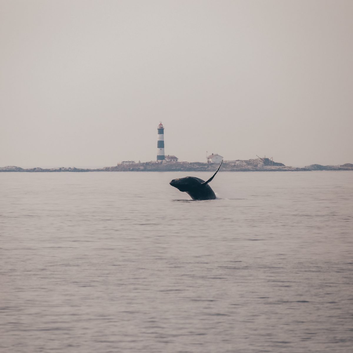 Whale Breaching in the rain