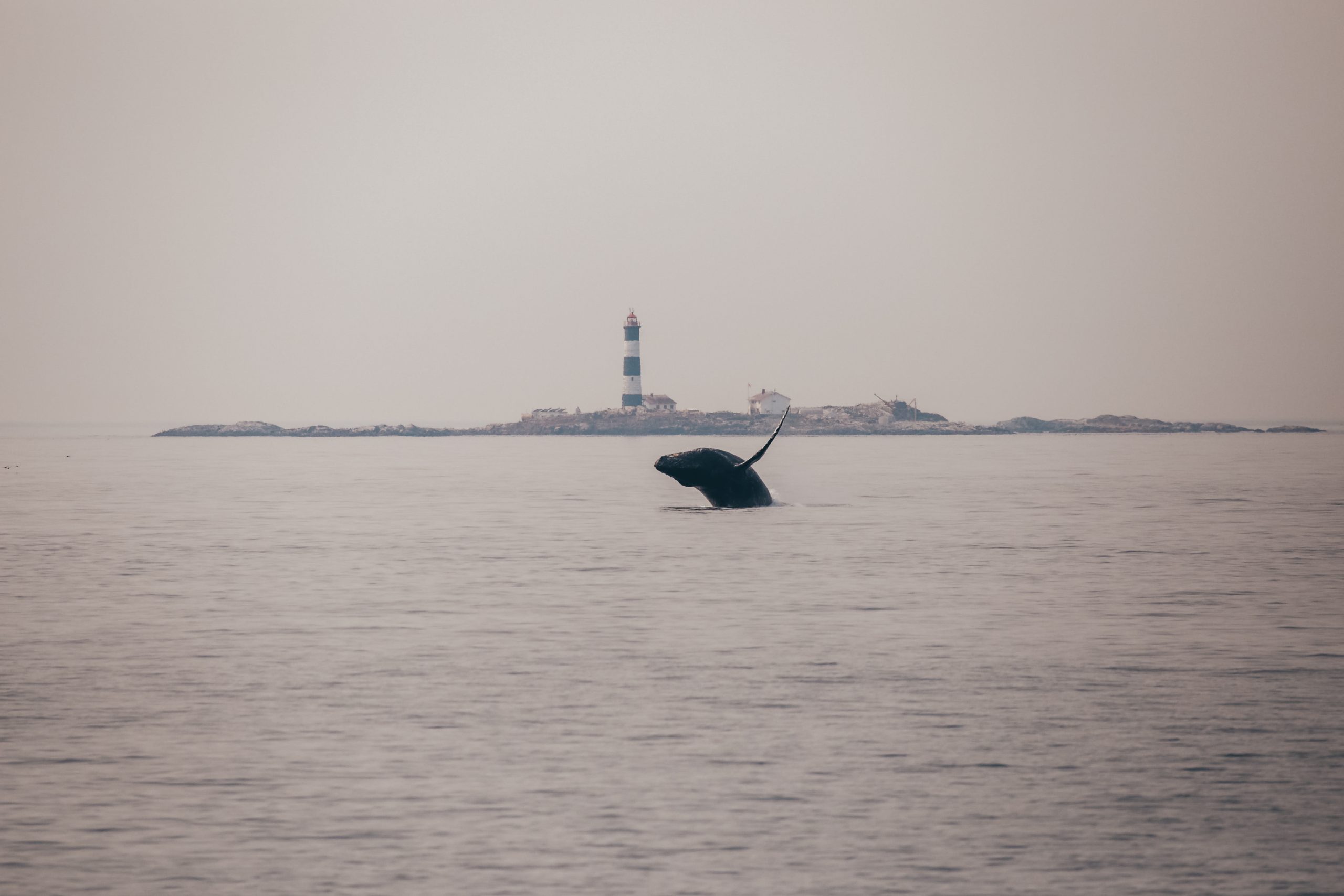 Whale Breaching in the rain