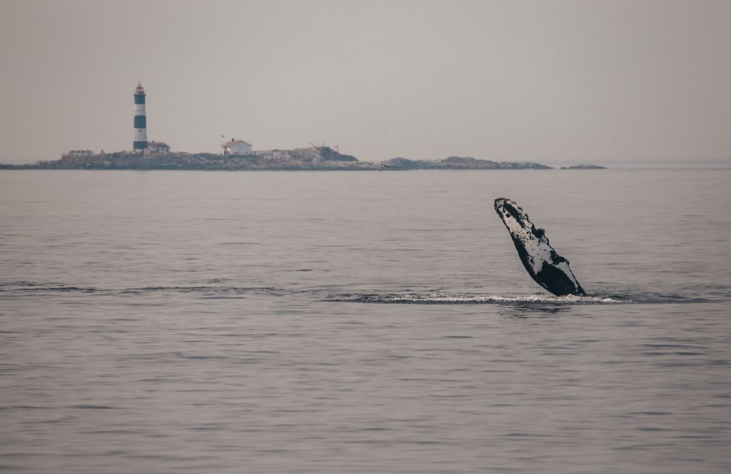 Humpback in the rain
