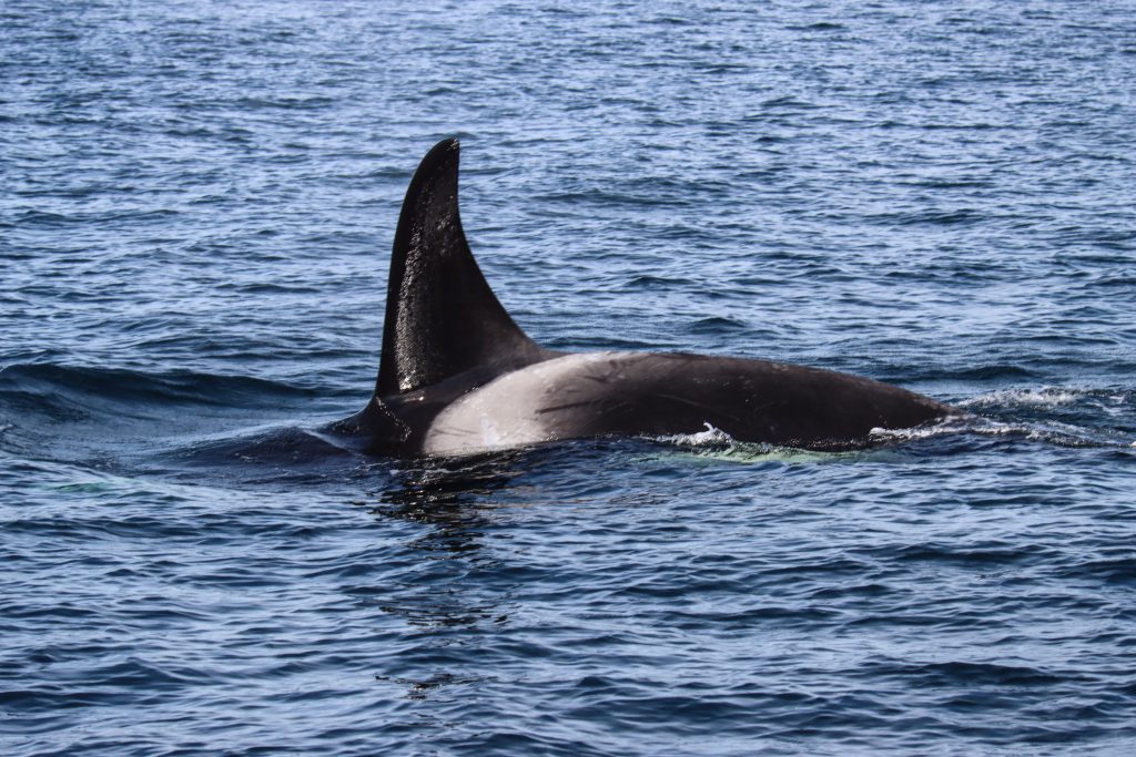 orca dorsal fin
