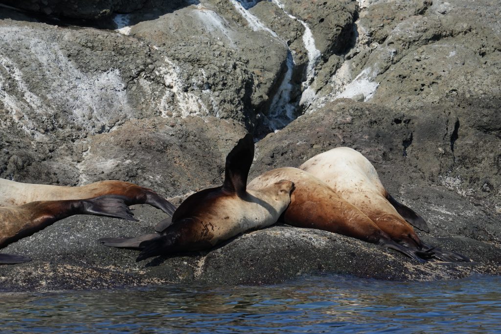 Sea Lions Hauling Out