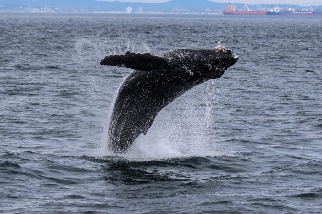 Humpback whale breaching