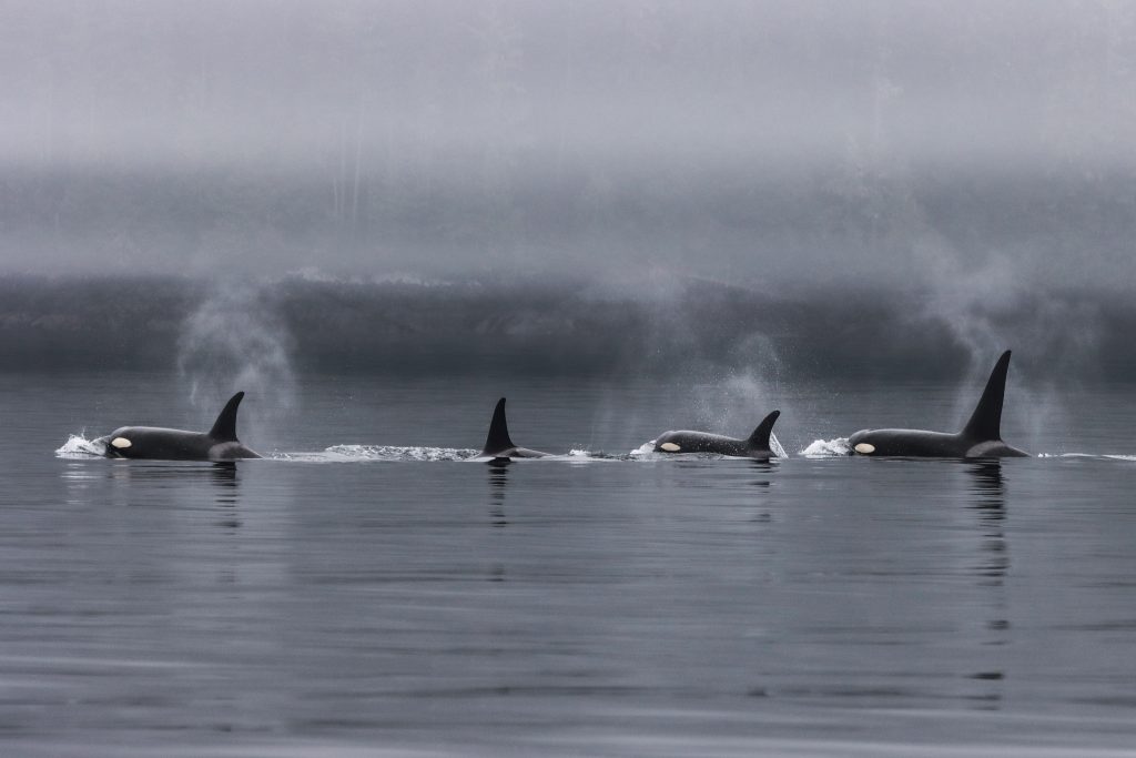 orca pods