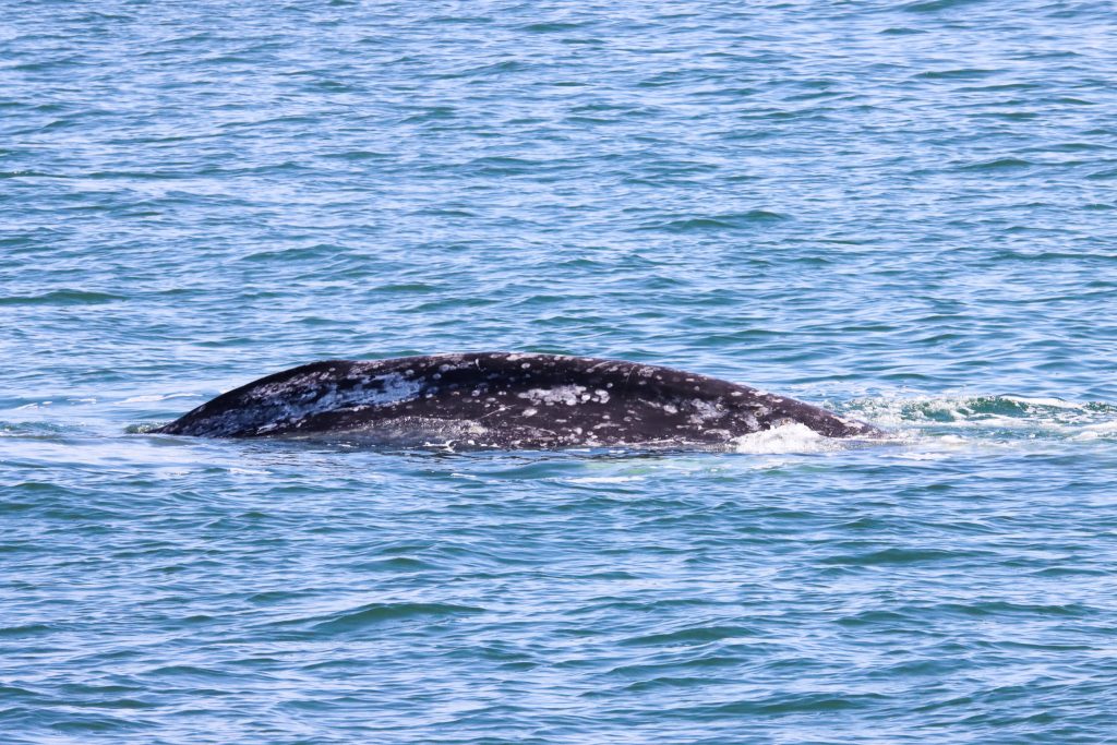 gray whale