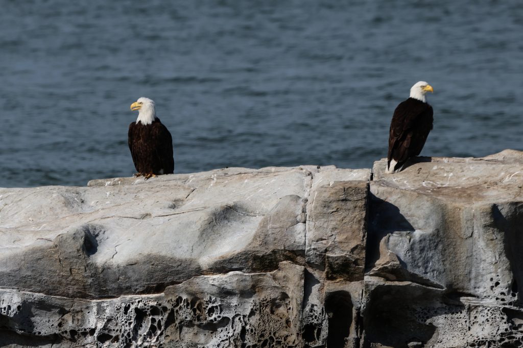 Eagles on rocks