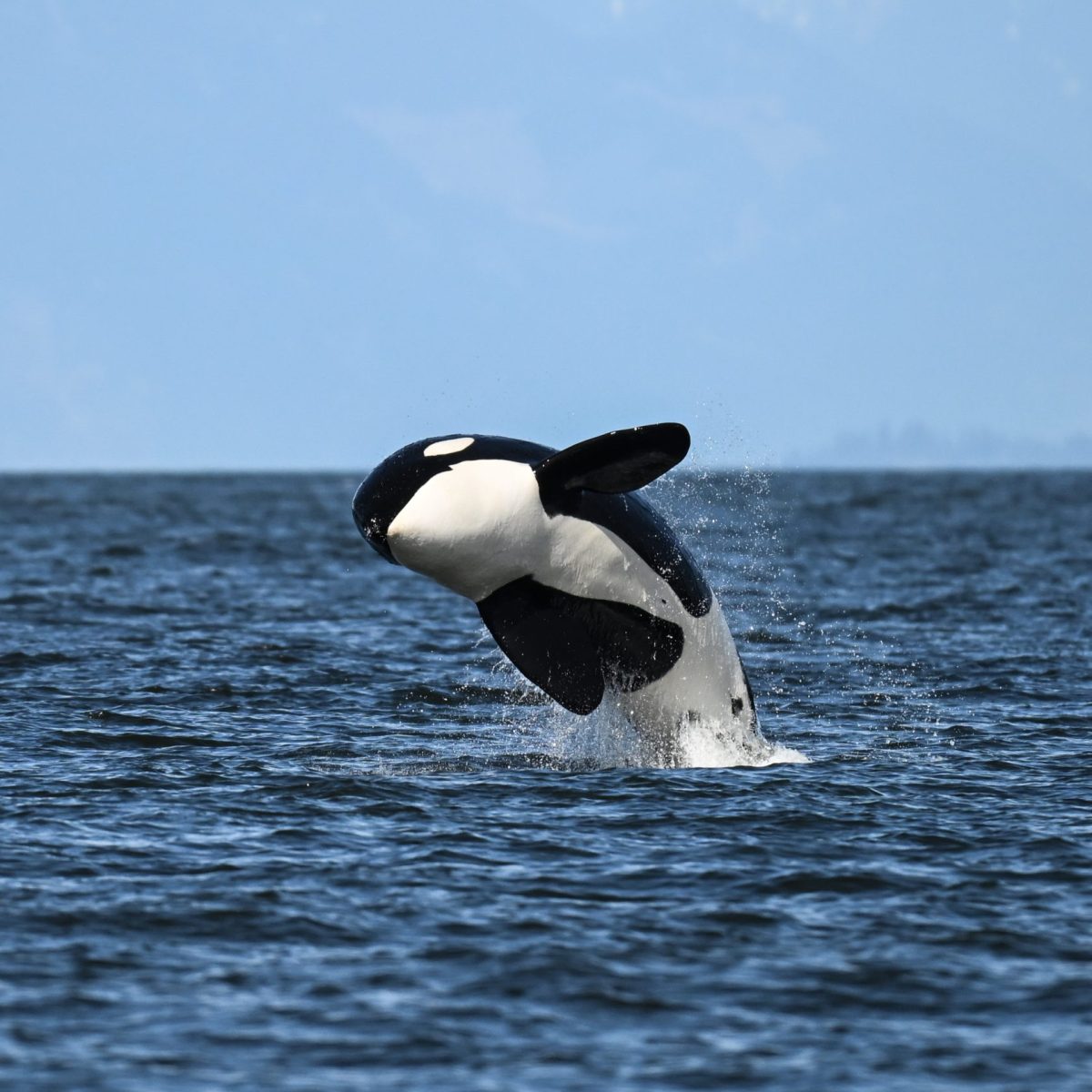 Breaching orca