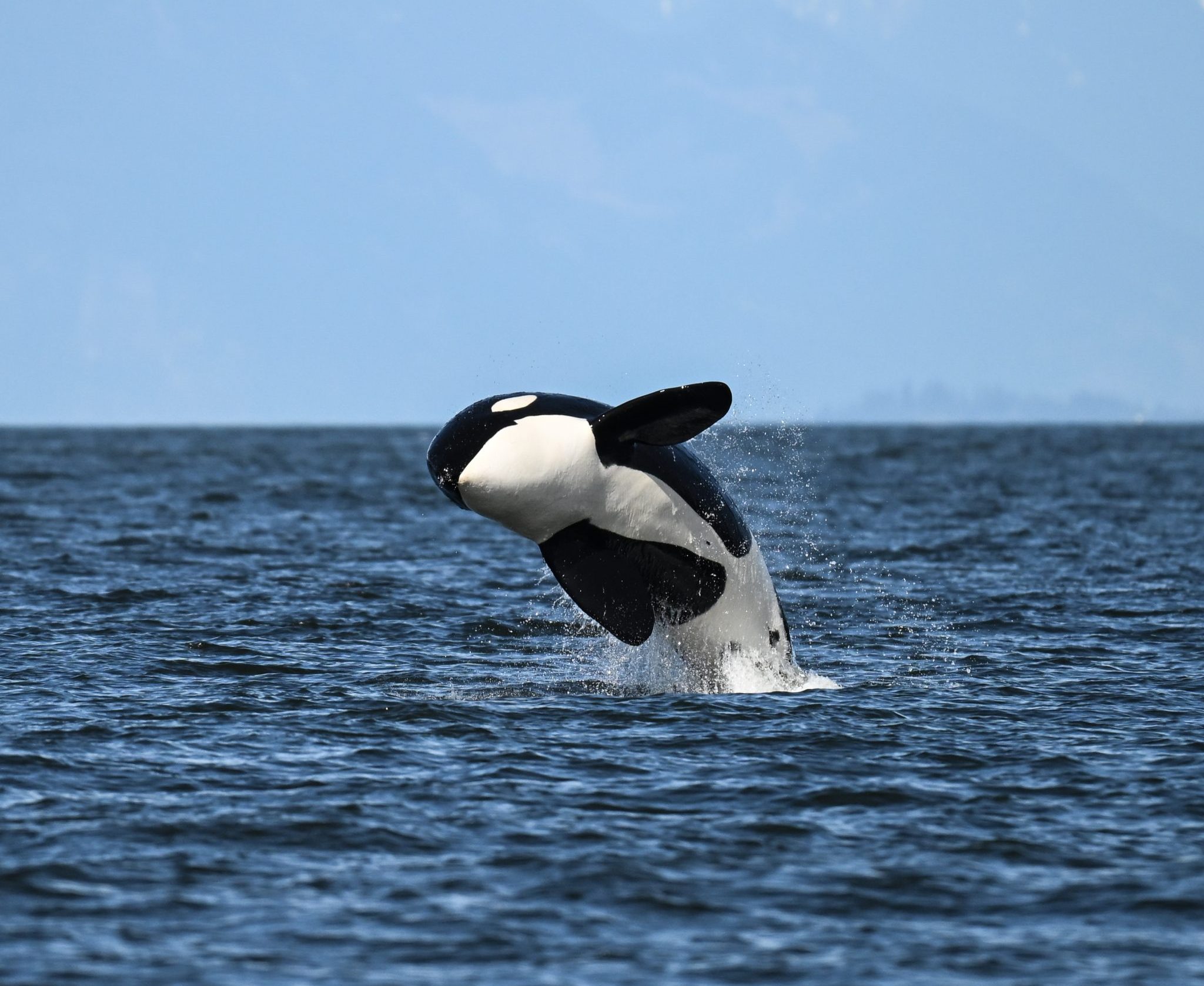 Breaching orca