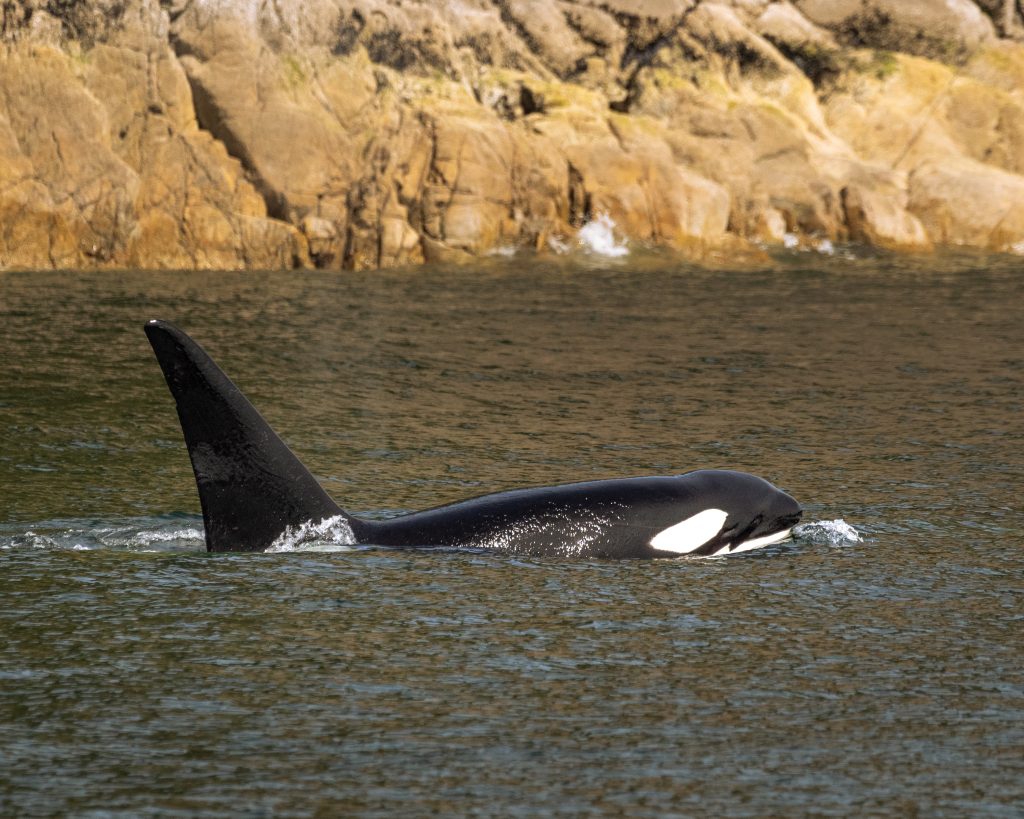 orca whale