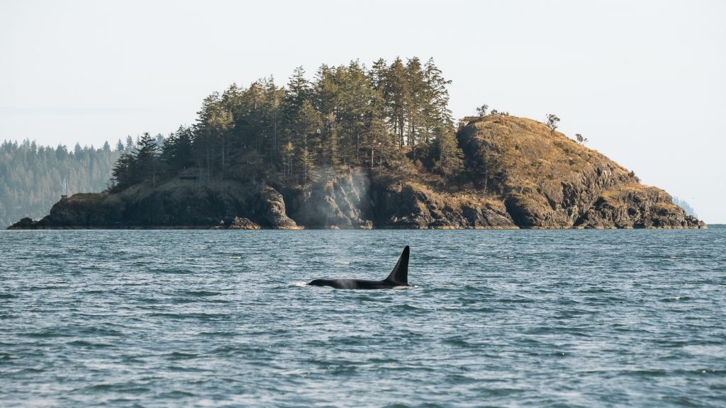 Orca in Telegraph Cove