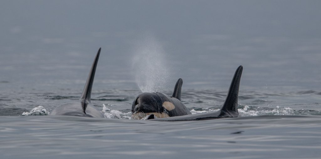 baby orca and pod