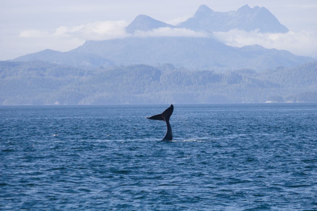 Humpback Whale Tail