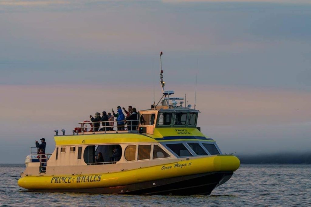 ocean magic cruiser