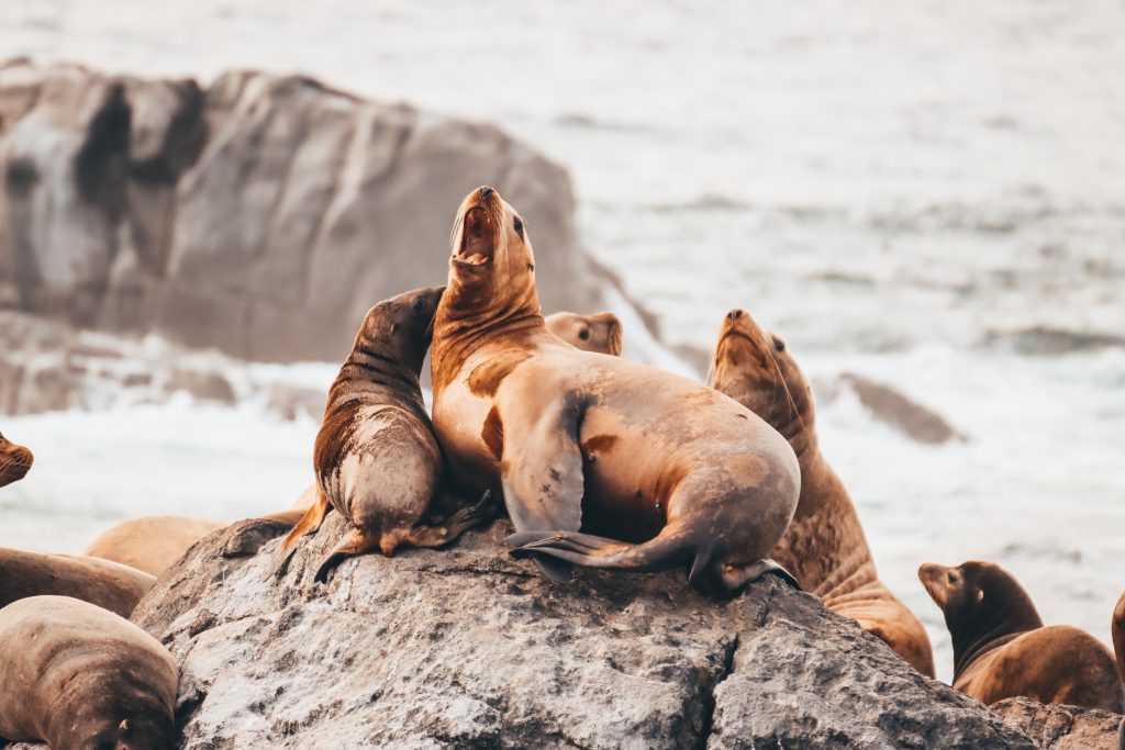 sea lions hauling out
