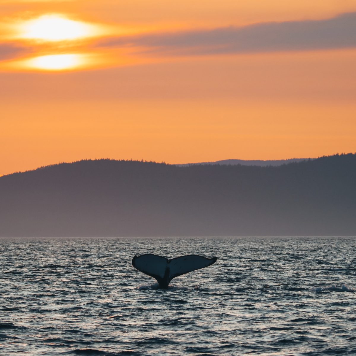 Humpback tail at sunset