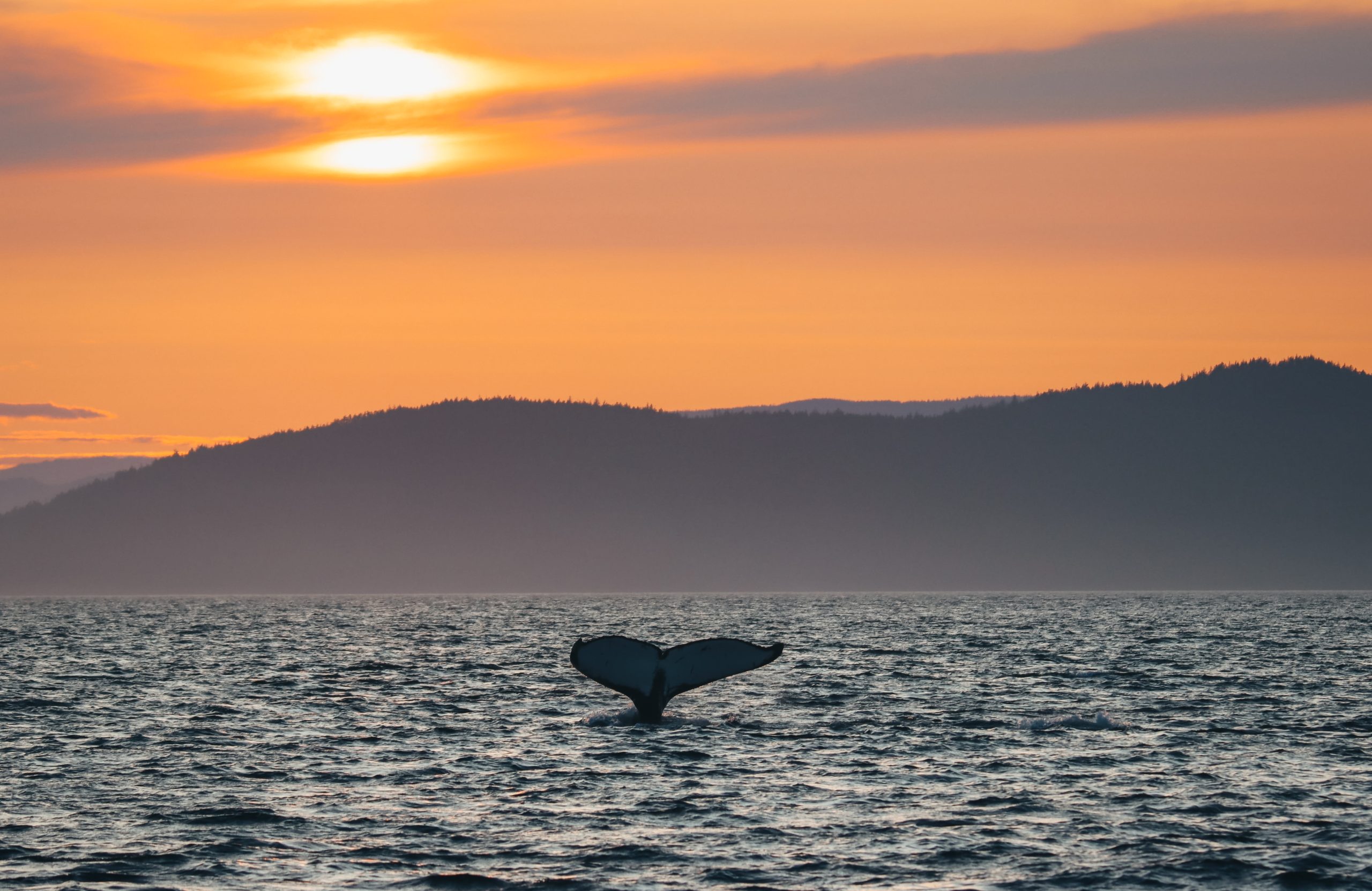 Humpback tail at sunset