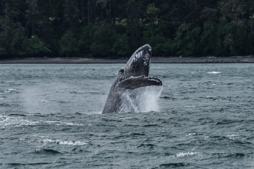 Humpback breaching