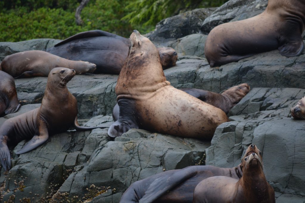 Stellar Sea Lions