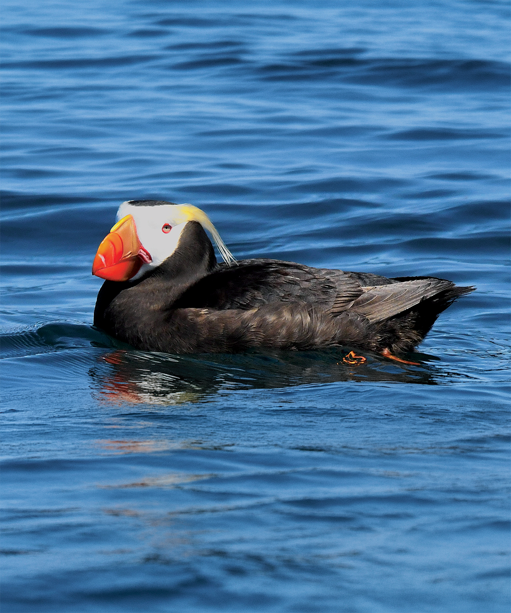 tufted puffin prince of whales
