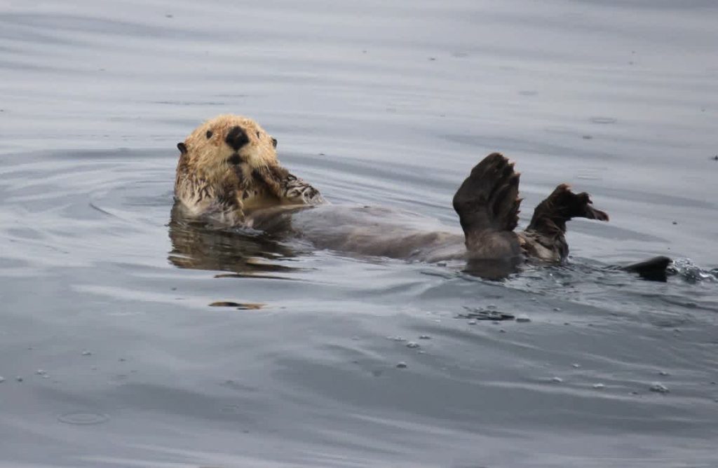 Sea Otter