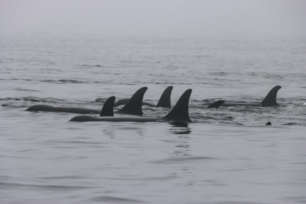 Killer Whales