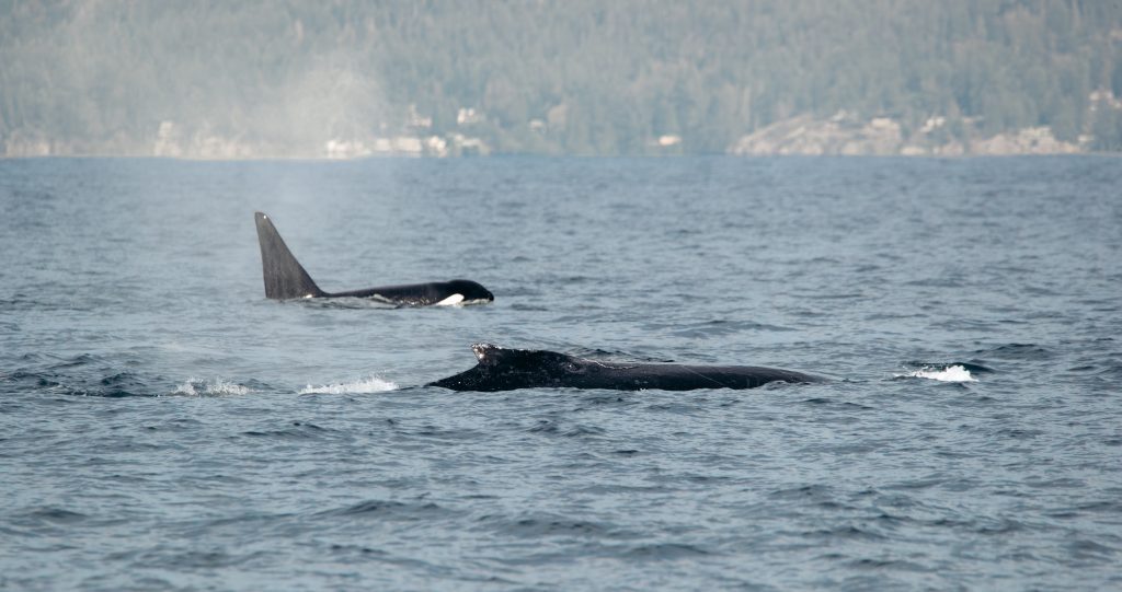 humpback whales and killer whales interacting