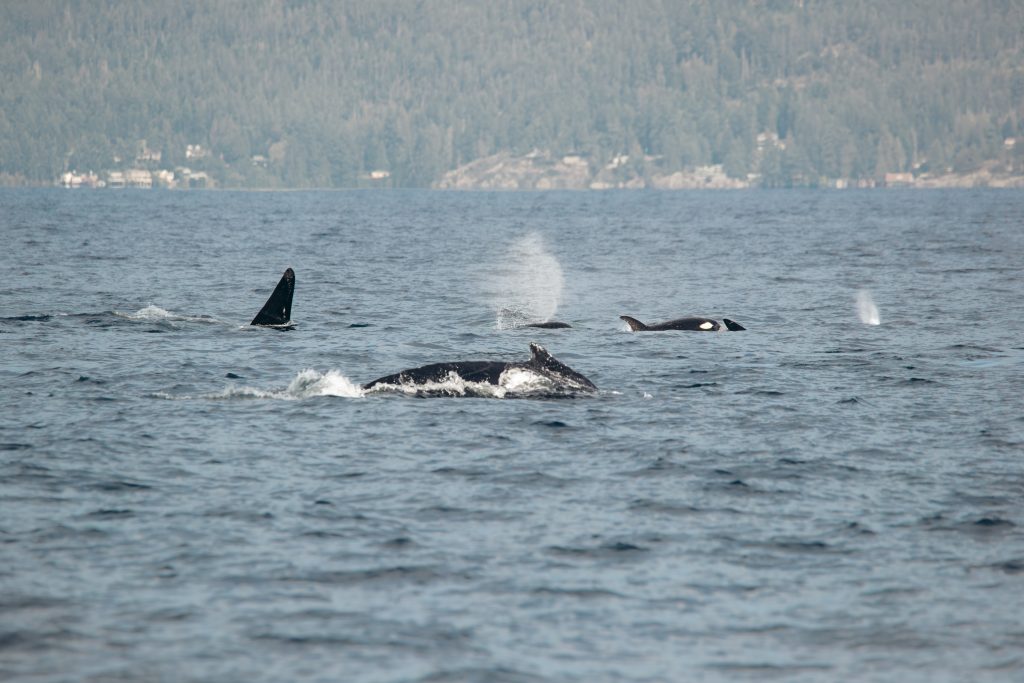 humpback whales and killer whales interacting